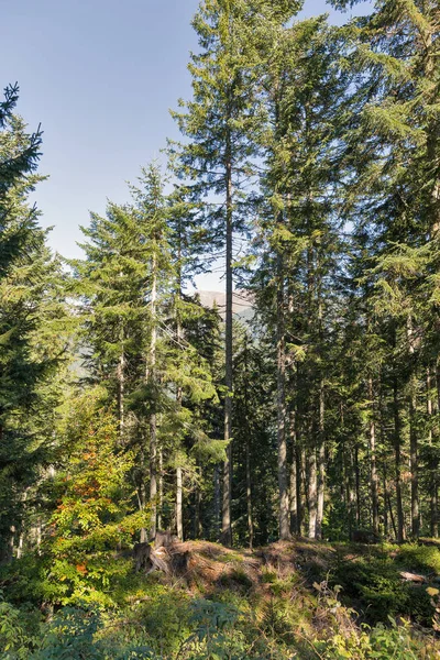Alpine Wälder in Westkärnten, Österreich. — Stockfoto