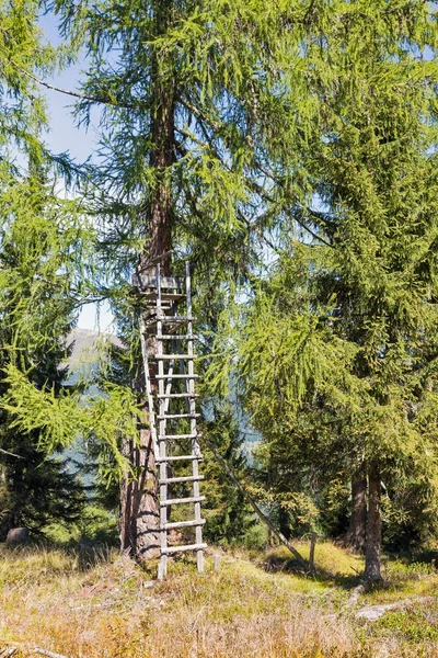 Torre di caccia nei boschi alpini. Carinzia occidentale, Austria . — Foto Stock