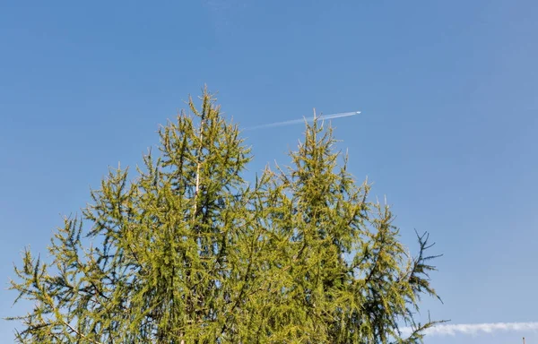 Spruce treetop med flygplan och trail — Stockfoto