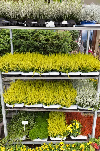Hyllor med Ljung och andra dekorativa växter — Stockfoto