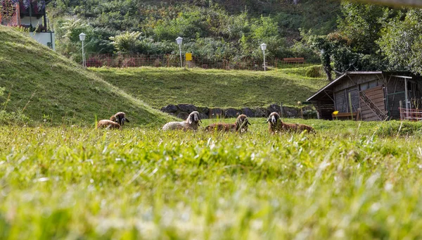 Kleine kudde schapen grazen in een weiland — Stockfoto