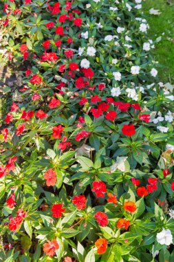 Flowerbed Bratislava, Slovakya.