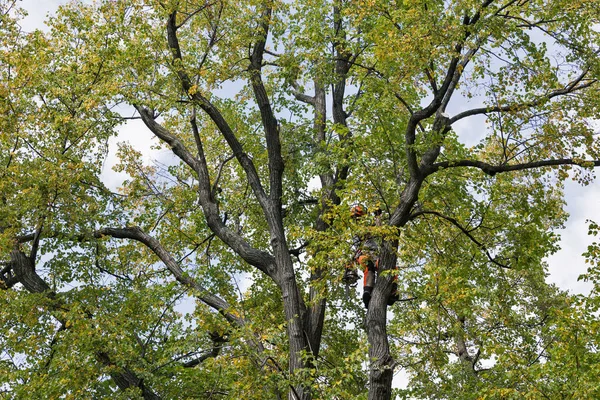 Worker cuts off the tree dry branches by chainsaw — Stock Photo, Image