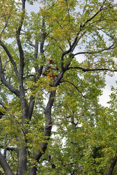 Pracownik odcina gałęzie drzewa piłą łańcuchową. Banská Štiavnica, Slovakia. — Zdjęcie stockowe
