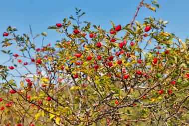 kuşburnu olgun çilek ile
