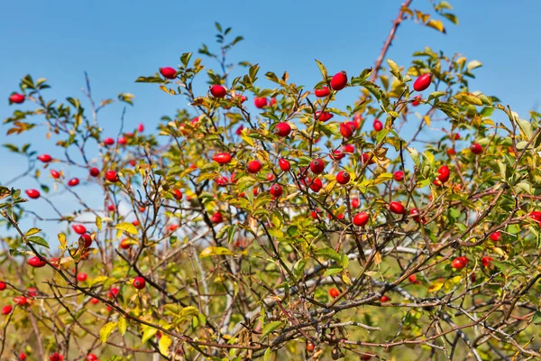 Rose hip with ripe berries — Stock Photo, Image