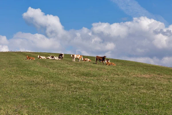 Stádo krav pasoucích se na vysokém kopci pastviny — Stock fotografie