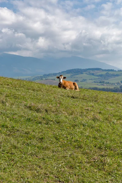 Vaca encontra-se em um pasto de colina alta — Fotografia de Stock