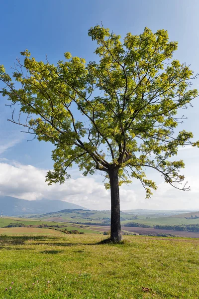 Самотнє дерево на високому пасовищі — стокове фото