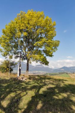 Yalnız ağaç yüksek tepe mera üzerinde