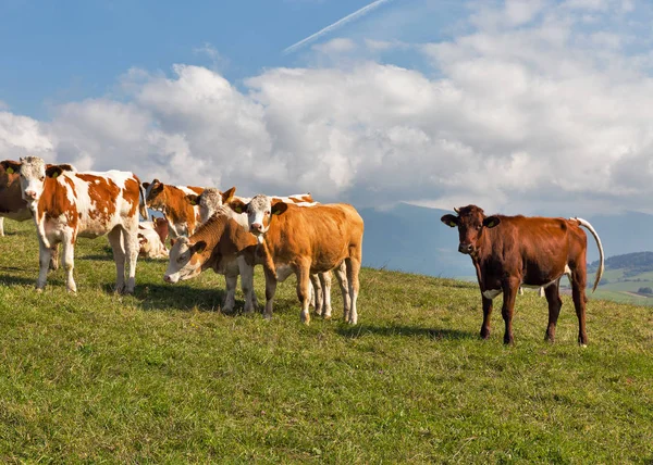 Manada de vacas pastando en un pastizal de alta colina —  Fotos de Stock