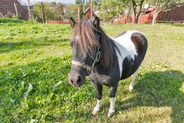 Belo pônei no campo no verão — Fotografia de Stock