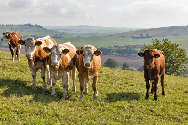 Kudde koeien grazen op een hoge heuvel weiland — Stockfoto