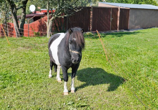 Schönes Pony auf dem Feld im Sommer — Stockfoto