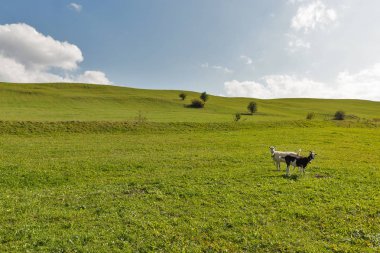 keçi otlatma ile yaz manzara mera