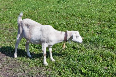 Yaz ile otlatma mera beyaz keçi