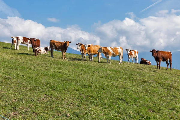 Mandria di mucche al pascolo su un alto pascolo collinare — Foto Stock