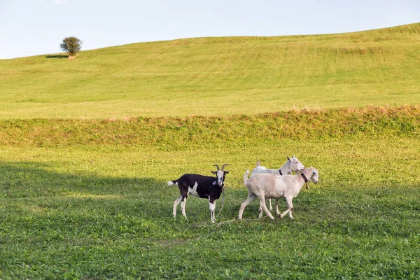 Sommerliche Weidelandschaft mit weidenden Ziegen — Stockfoto