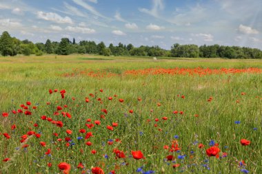Yabani haşhaş ile yaz manzara