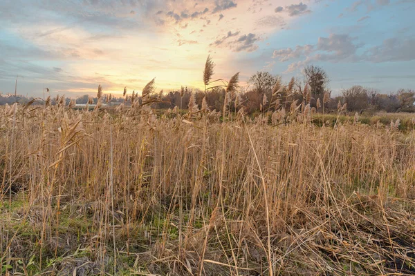 Landelijk landschap met droog riet — Stockfoto