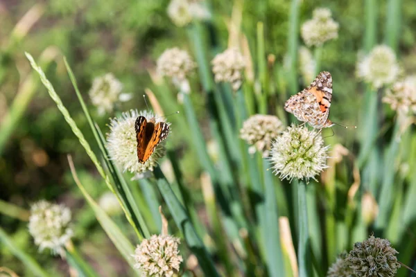 Oignons poussant dans un champ à la ferme avec papillon — Photo