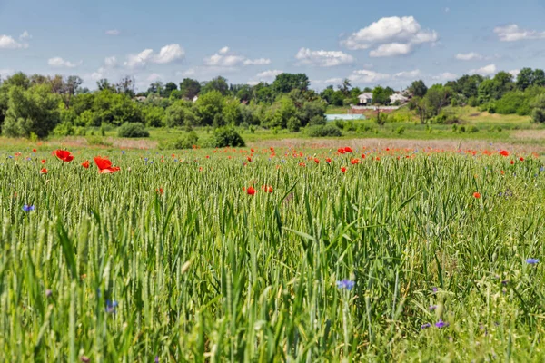 Letní krajina s divokými popata — Stock fotografie