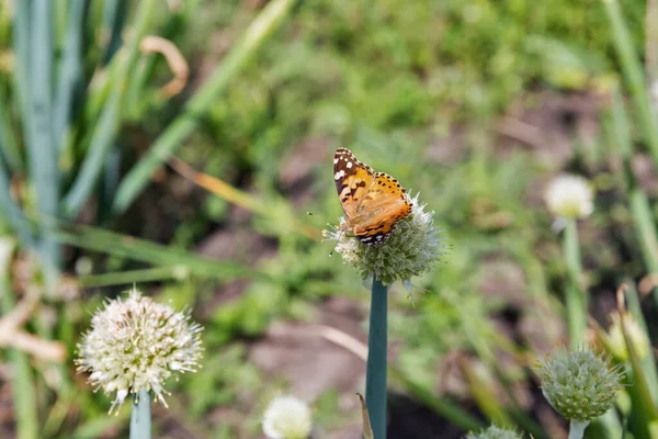 Vanessa cardui papillon sur les oignons en fleurs gros plan — Photo