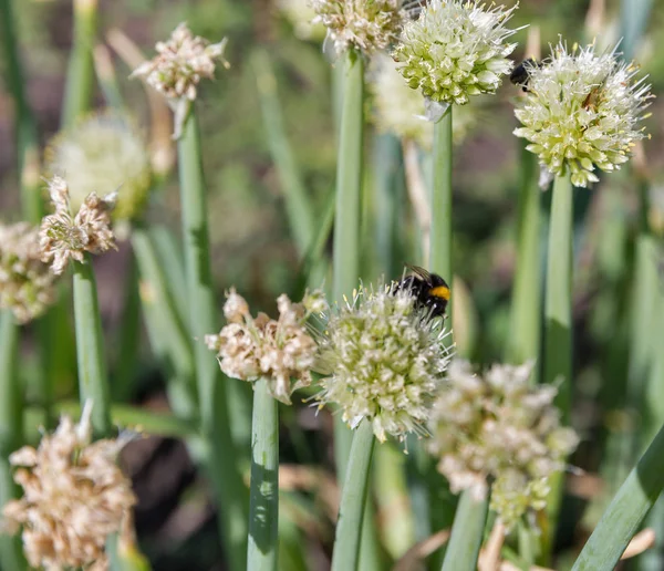 Cibule rostoucí v terénu na farmě. — Stock fotografie