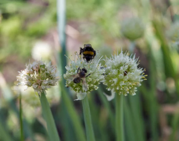 Uien die groeien in een akker op de boerderij. — Stockfoto