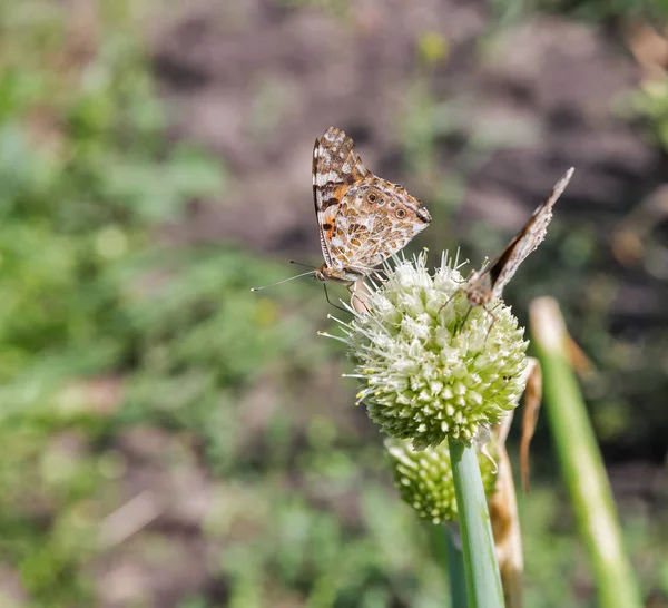 Vanessa Cardui Kelebekleri Çiçek açan soğanlar üzerinde Yakın plan — Stok fotoğraf