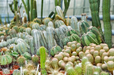 cactus collection grows in a greenhouse