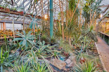 greenhouse with different tropical plants