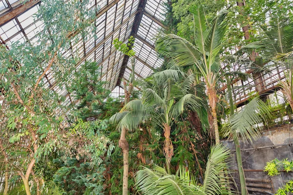 Теплица с различными тропическими растениями — стоковое фото