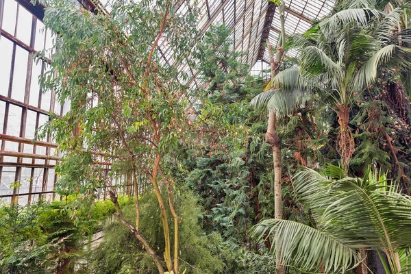 Greenhouse with different tropical plants — Stok fotoğraf