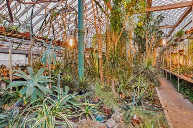 greenhouse with different tropical plants
