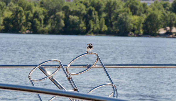 白色船尾 Motacilla Alba 坐在有河流背景的游艇轨道上 — 图库照片