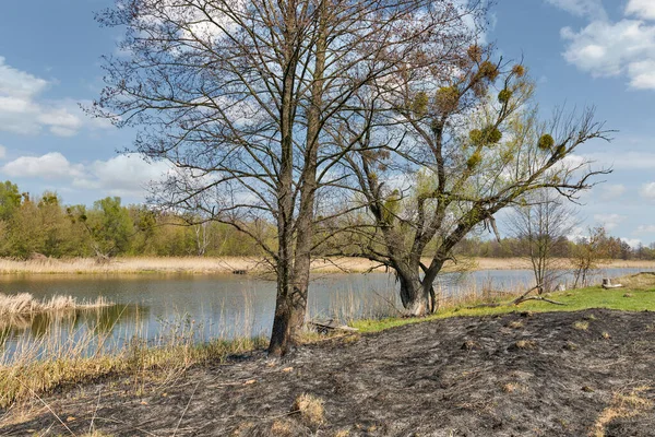 Spalona Trawa Nad Brzegiem Rzeki Ros Wczesną Wiosną Ukraina — Zdjęcie stockowe