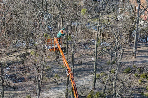 Неизвестный Рабочий Альпинист Отрезает Сухие Ветви Бензопилой Вершине Огромного Дерева — стоковое фото
