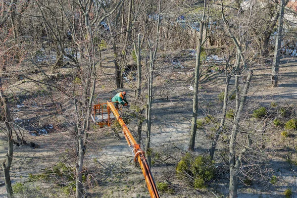 Неизвестный Рабочий Альпинист Отрезает Сухие Ветви Бензопилой Вершине Огромного Дерева — стоковое фото