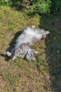 Baharın bahçesinde sırtüstü uzanmış büyük gri kedi.