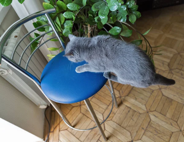 gray cat jumps on a bar stool in an apartment with parquet