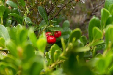 Bearberry Plant with Fruits Red - Planta de Gayuba con los Fruto clipart