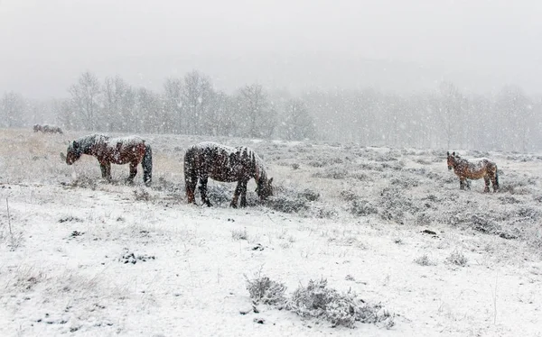 雪中的马 — 图库照片