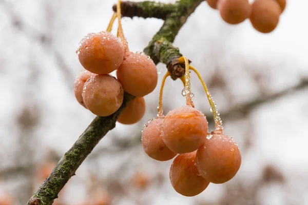 中高年のイチョウの詳細 — ストック写真