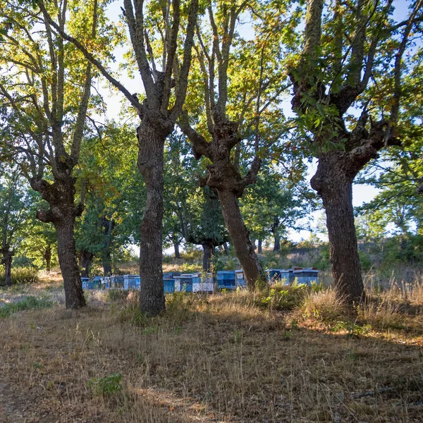 Beehives in Oak Grove — Stock Photo, Image