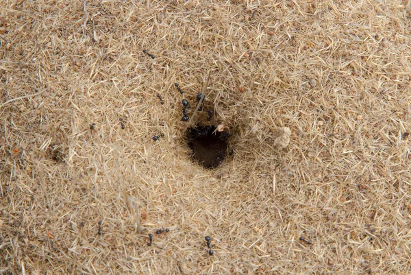 Hormigas en el hormiguero — Foto de Stock