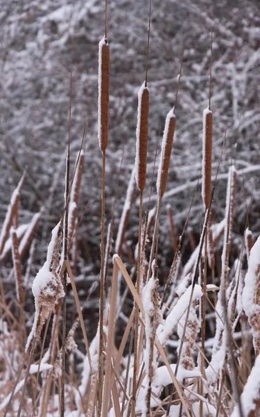 Wasserpflanzen Typha mit Schnee — Stockfoto