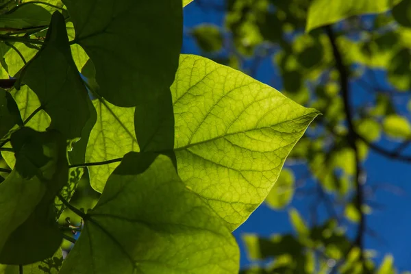 Güneşli Kül Ağacı Çarşafı — Stok fotoğraf