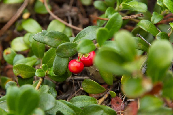 Tanaman Bearberry dengan Buah Merah — Stok Foto