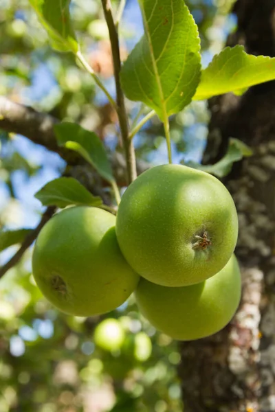 Tři jablka na stromě — Stock fotografie